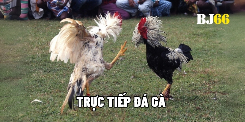 Trực tiếp đá gà